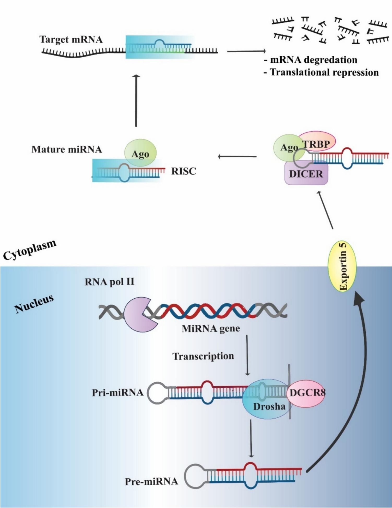 Noncoding RNAs as mechanistic regulators and therapeutic modulators of YAP/TAZ signaling in colorectal cancer