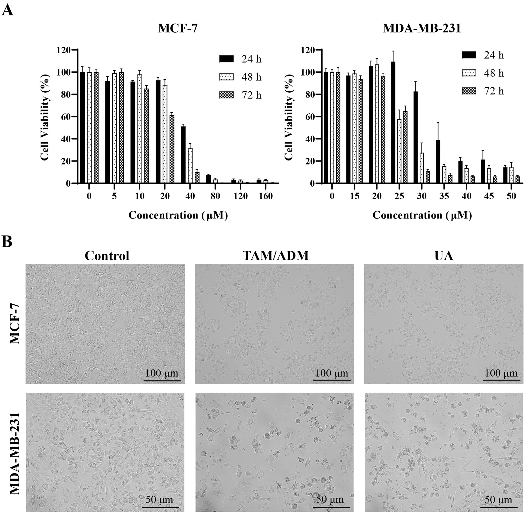 Ursolic acid affects autophagy and apoptosis of breast cancer through PLK1 via AKT/mTOR signaling pathway