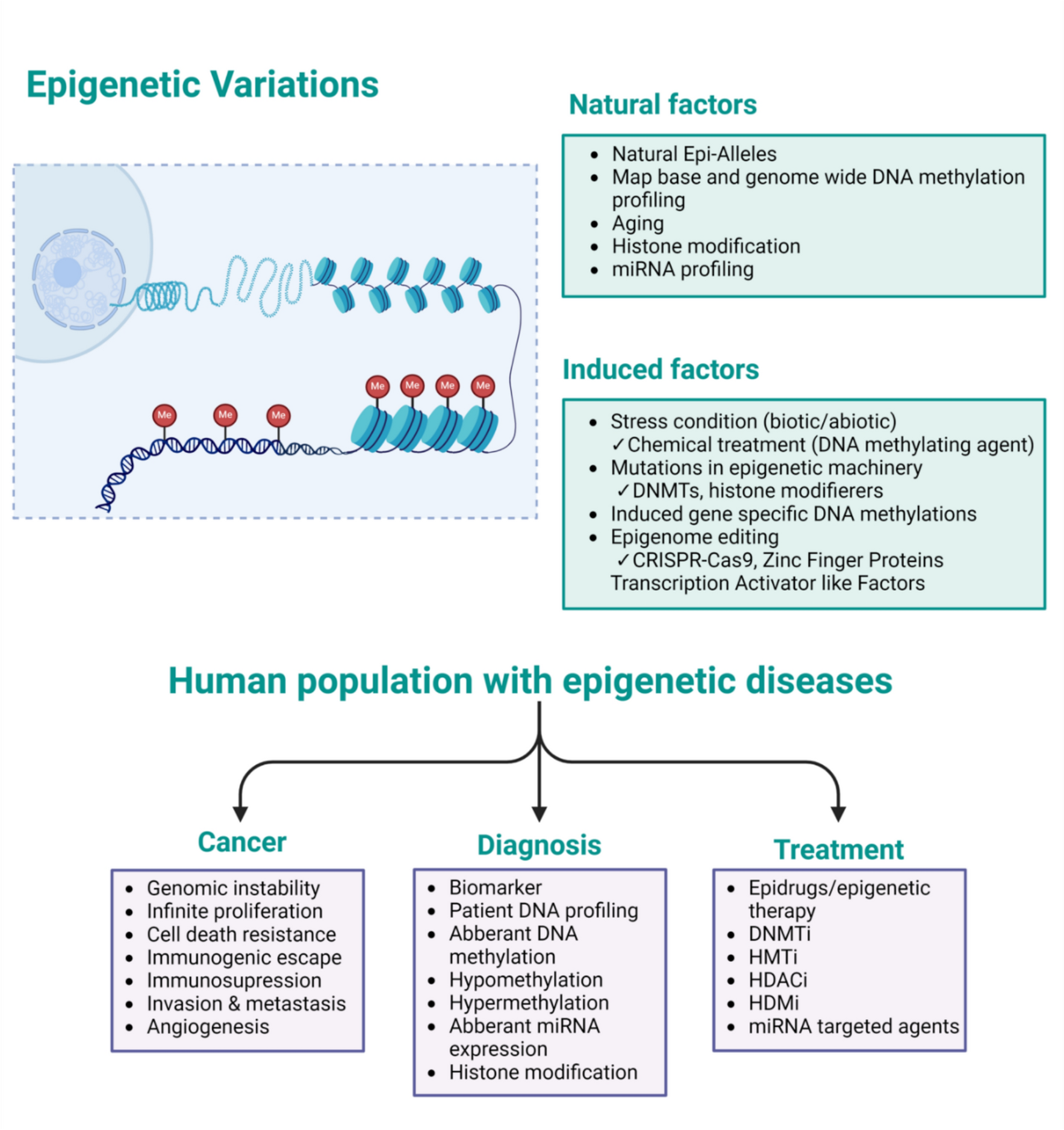 Epigenetic dysregulation in cancer: mechanisms, diagnostic biomarkers and therapeutic strategies