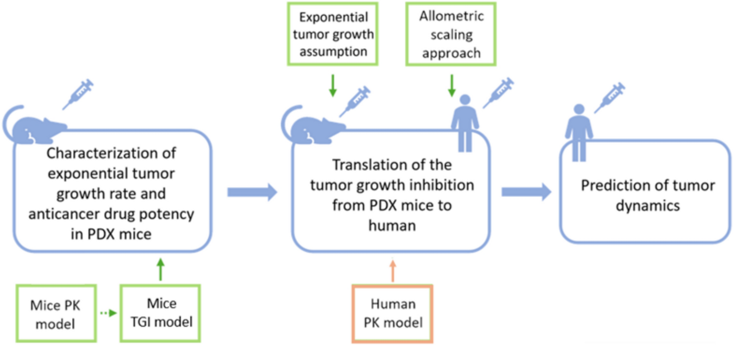 Predicting tumor dynamics in treated patients from patient-derived-xenograft mouse models: a translational model-based approach