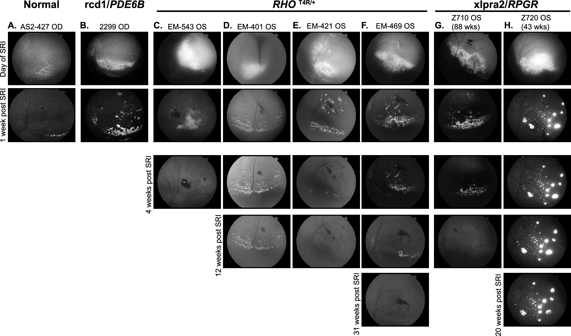 Metabolic stress and early cell death in photoreceptor precursor cells following retinal transplantation