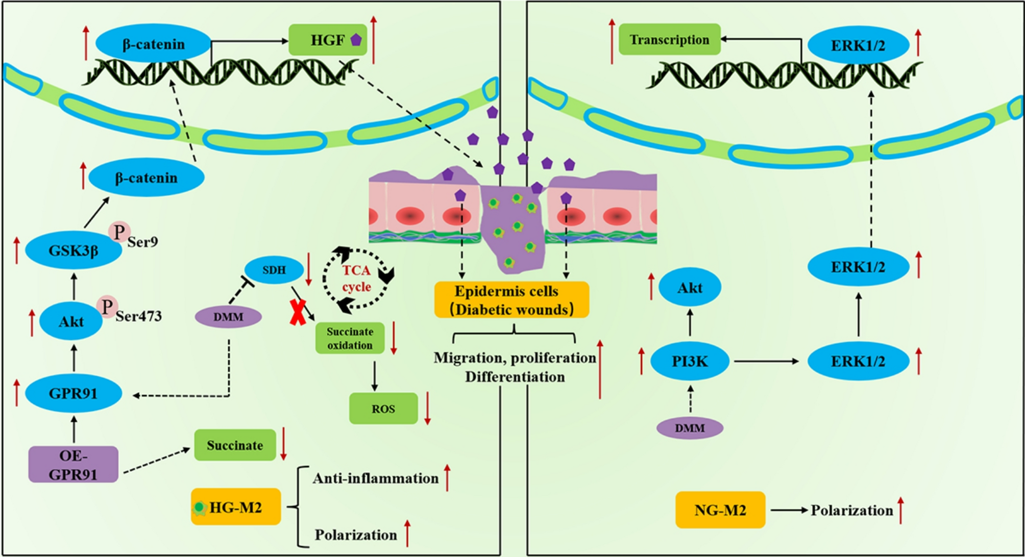 From inflammation to healing: the crucial role of GPR91 activation and SDH inhibition in chronic diabetic wound recovery