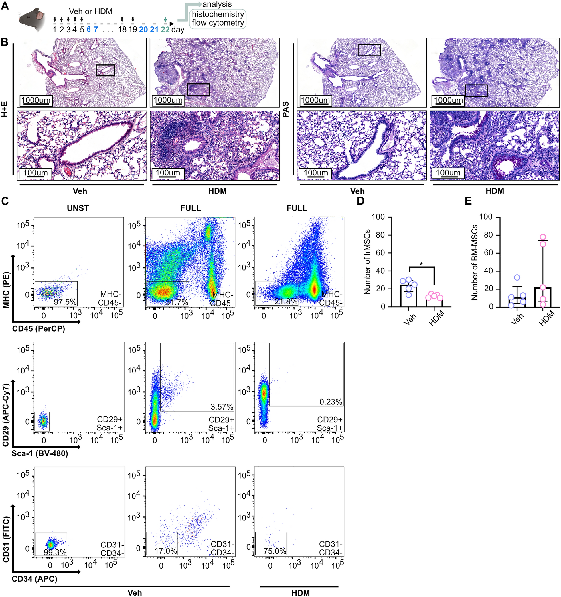 The influence of asthmatic inflammation and house dust mite (HDM) exposure on abundance, immune-modulatory potential, and differentiation capacity of the lung-resident mesenchymal stem cells (lrMSCs)