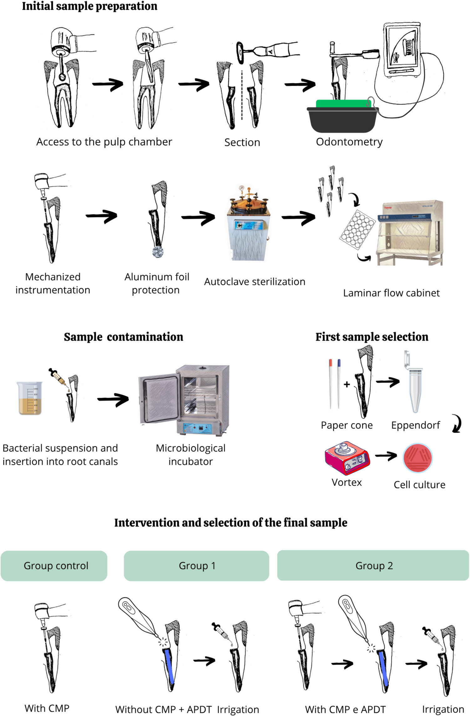 Efficacy of antimicrobial photodynamic therapy for bacterial reduction in endodontics of primary teeth: an in vitro study