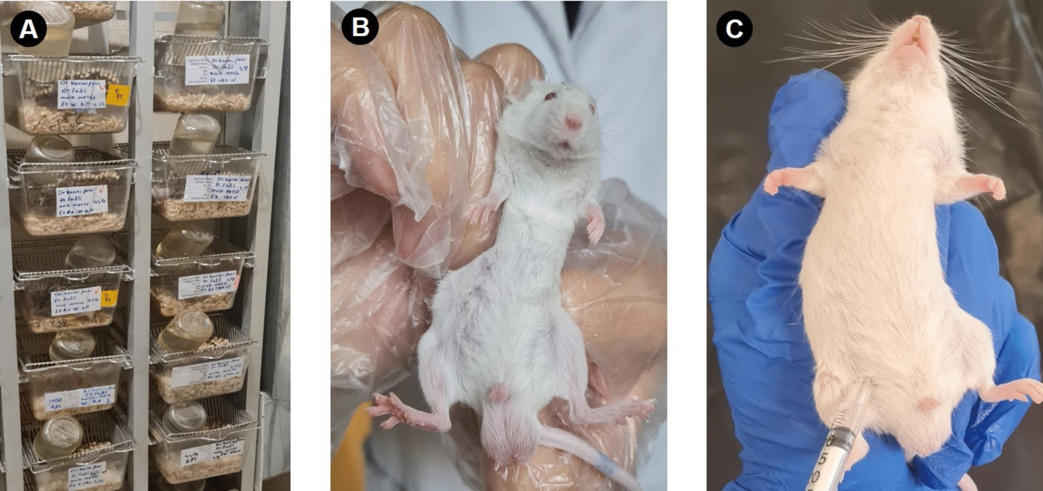 A step-by-step approach to minimally photothrombotic ischemic stroke in the hippocampal region that simulates human stroke