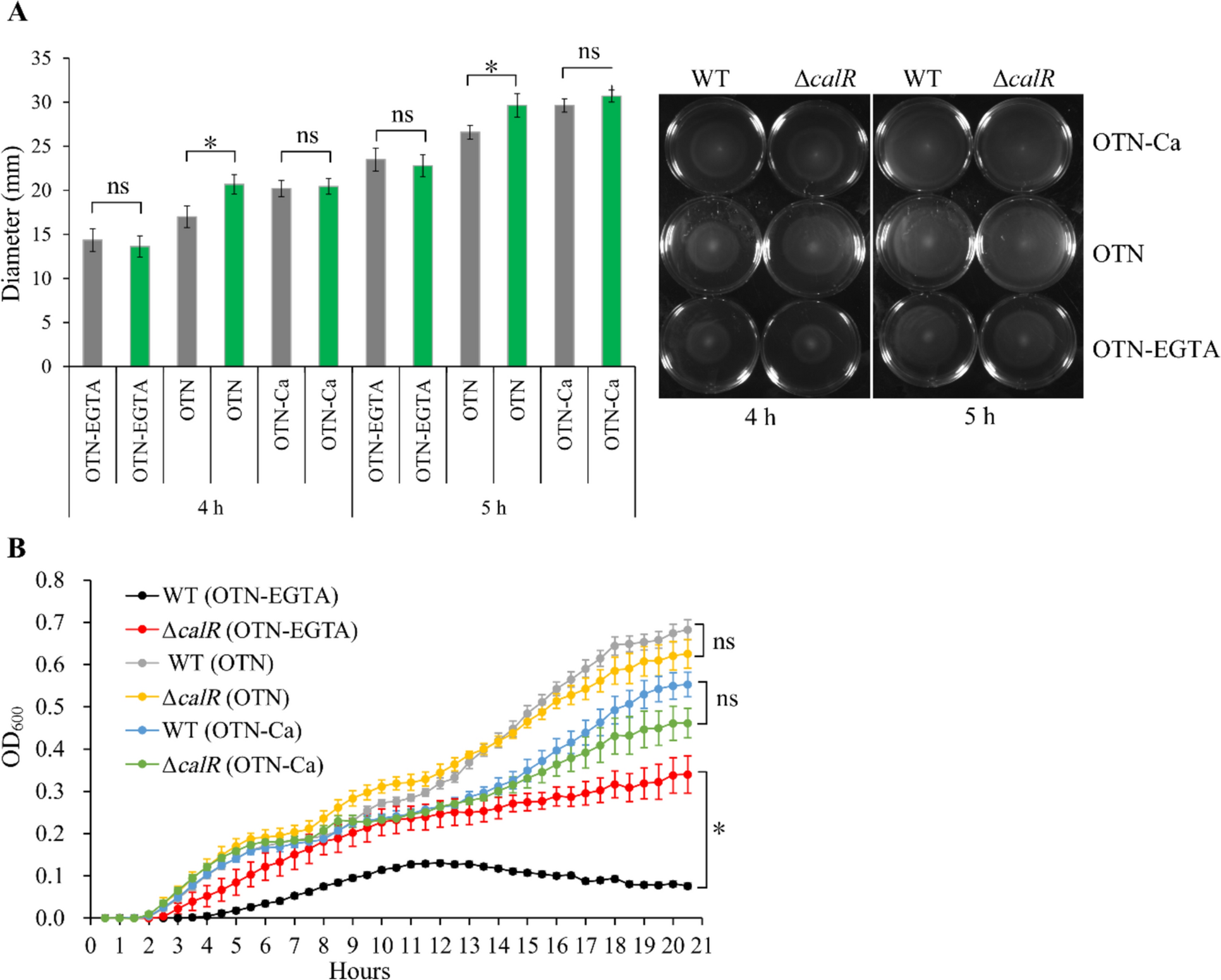 CalR Inhibits the Swimming Motility and Polar Flagellar Gene Expression in
