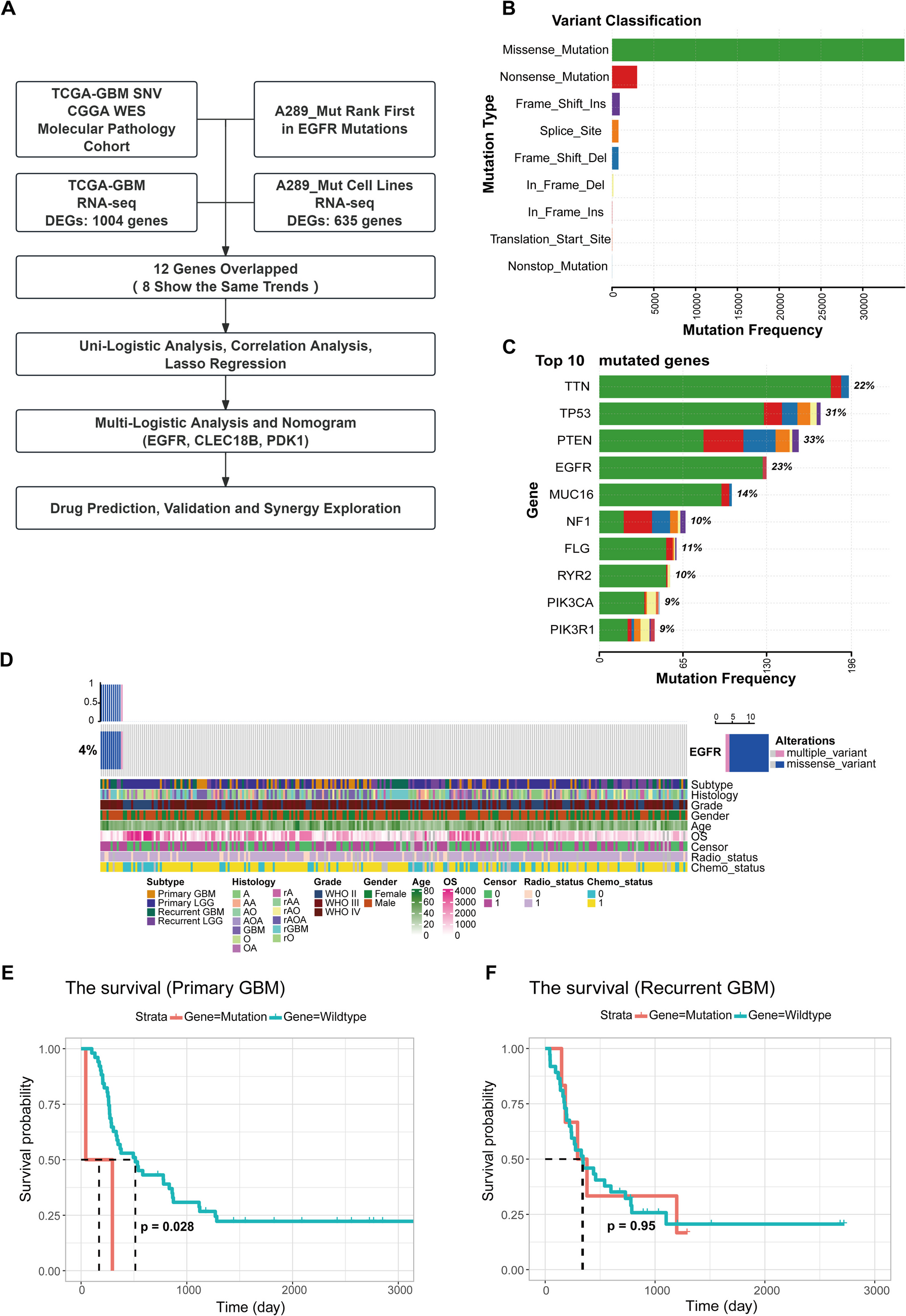 Decoding EGFR A289 Mutation in Glioblastoma: A Predictive Biomarker Framework and Targeted Therapeutic Insights