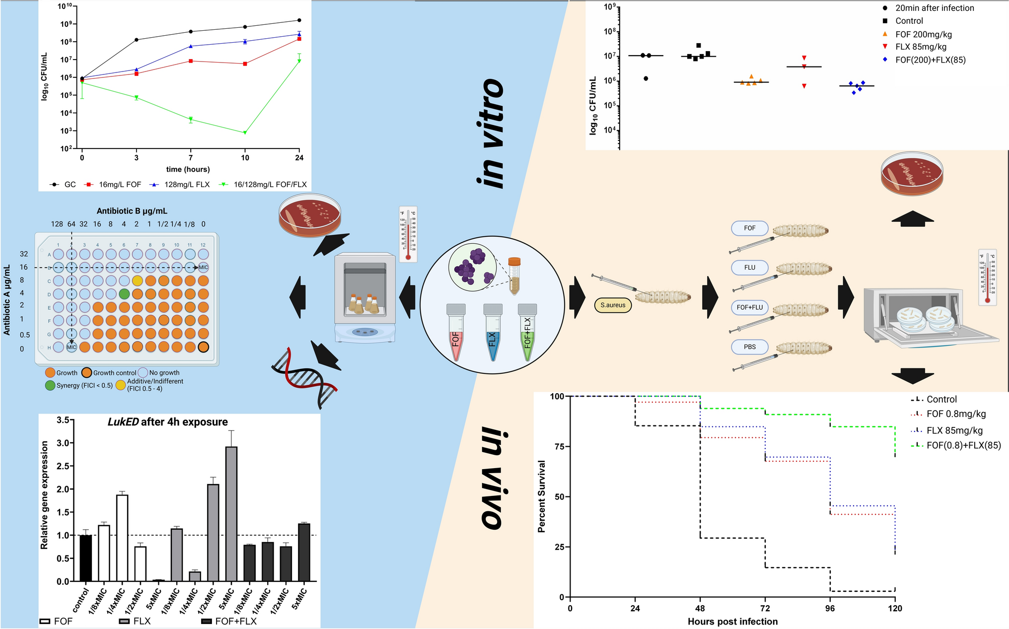 Synergistic activity of fosfomycin and flucloxacillin against methicillin-susceptible and methicillin-resistant in vitro and in vivo assessment