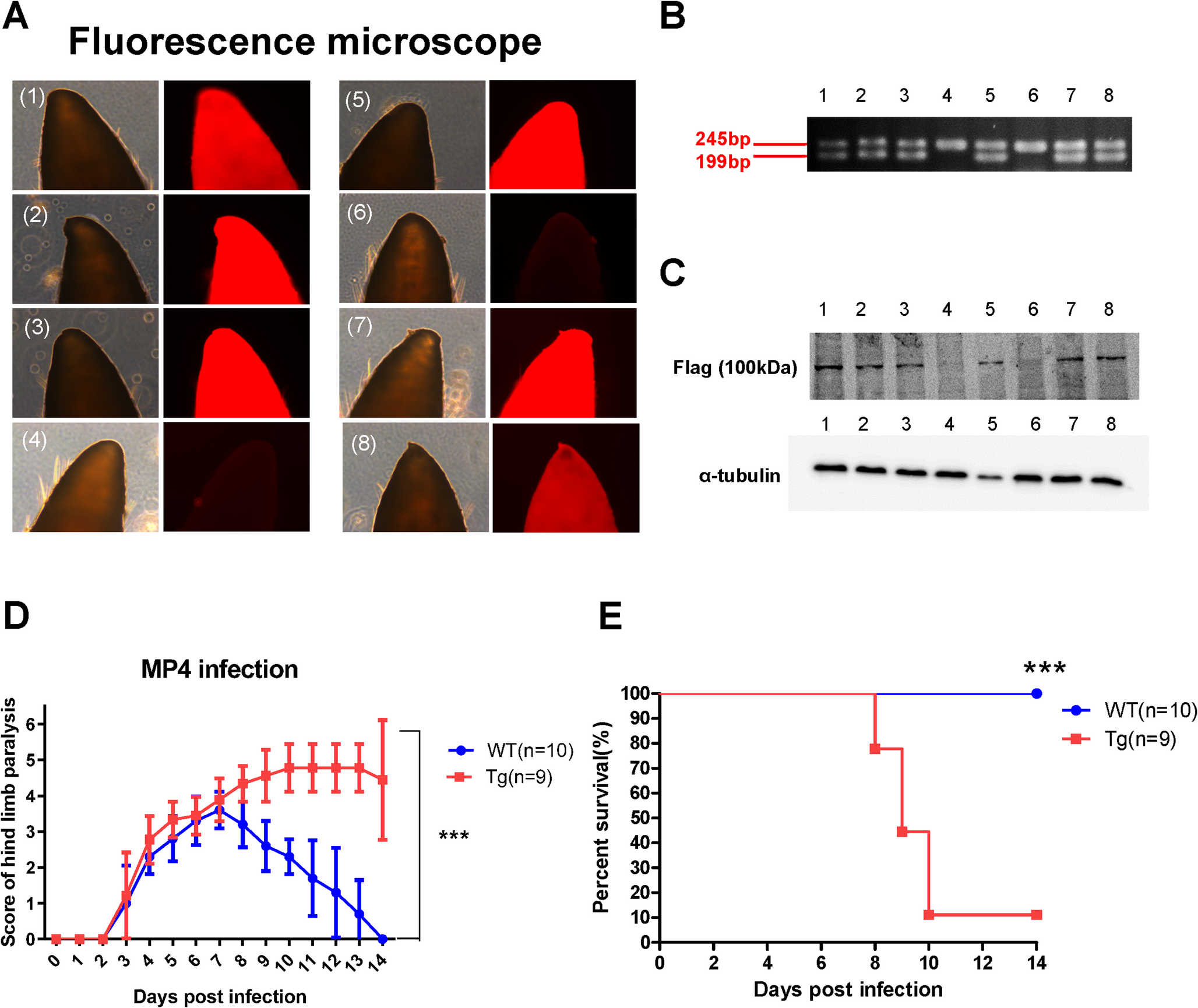 Severe enterovirus A71 pathogenesis and immune responses in human nucleolin transgenic mice