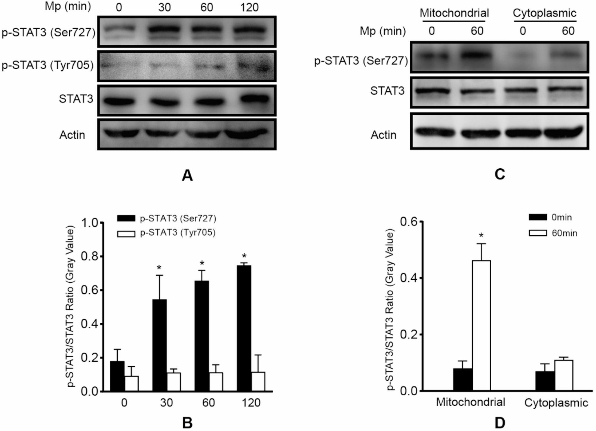 Targeting the STAT3/ACLY axis attenuates pulmonary inflammation but delays  clearance via citrate metabolism