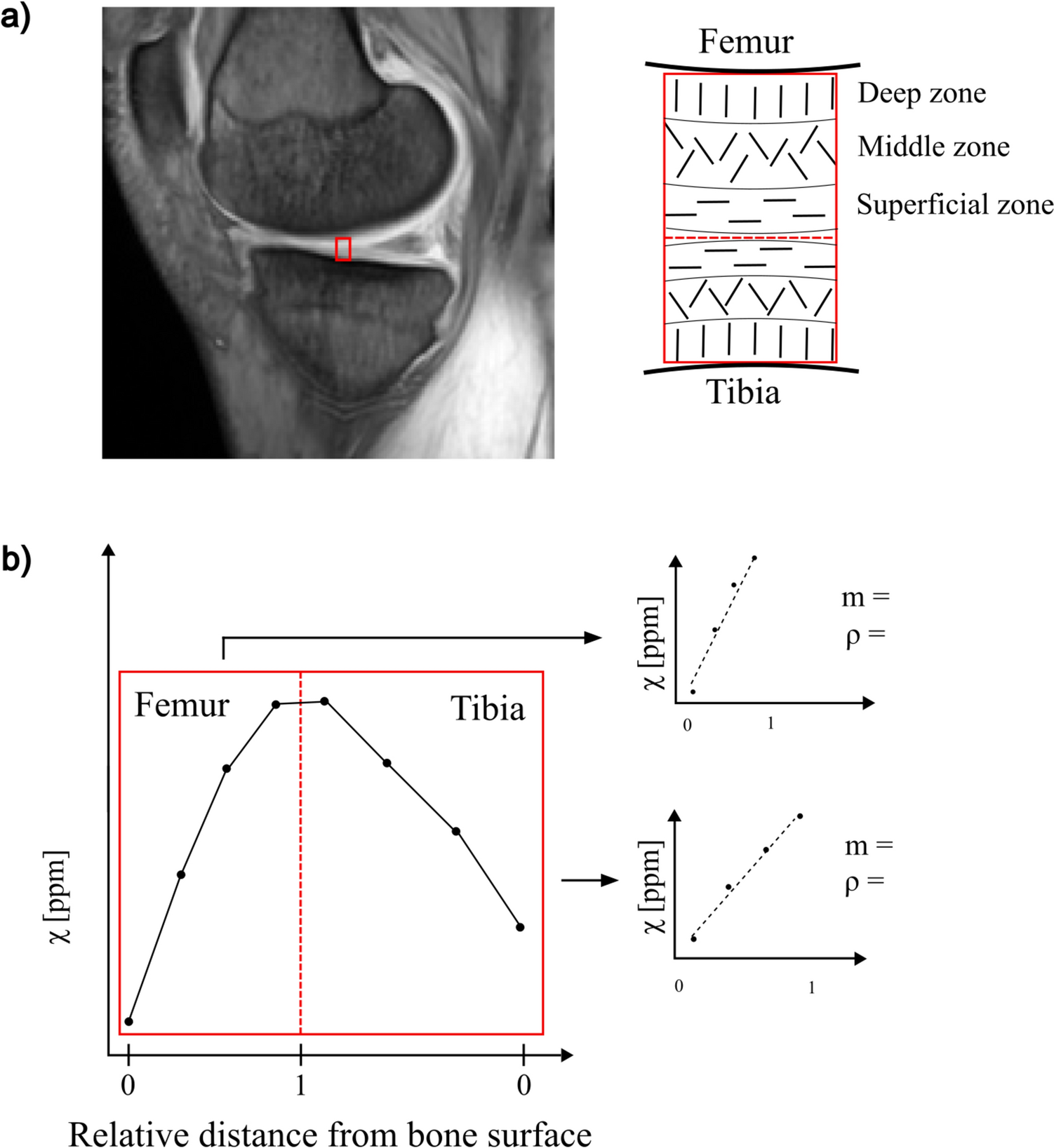 Addressing fatty tissue in quantitative susceptibility mapping of human knee cartilage