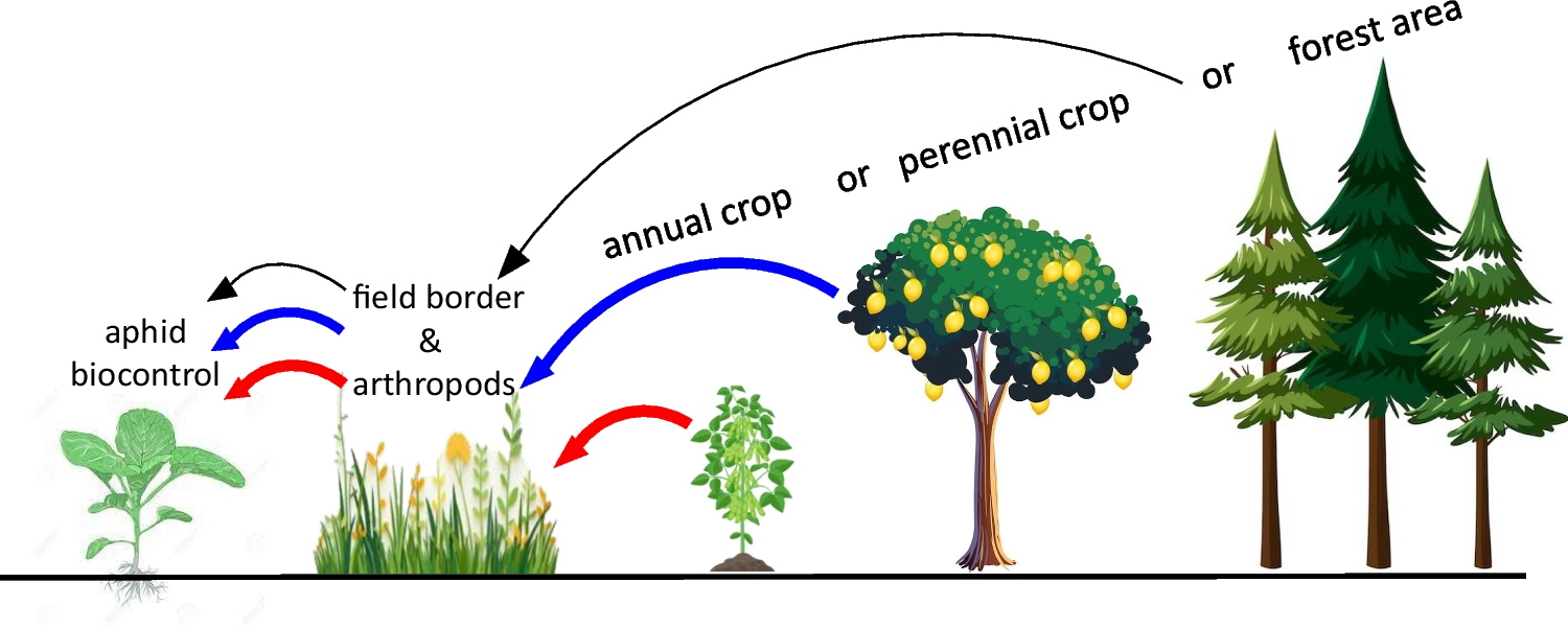 Agricultural Intensification Affects Communities of Plants and Arthropods in Field Borders and Their Potential to Engender Biological Control