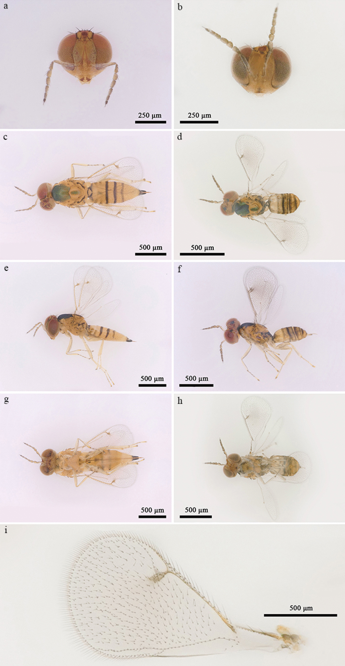 Description of  sp. nov., Parasitoid of the  Gall Wasp  in China (Hymenoptera: Eulophidae)