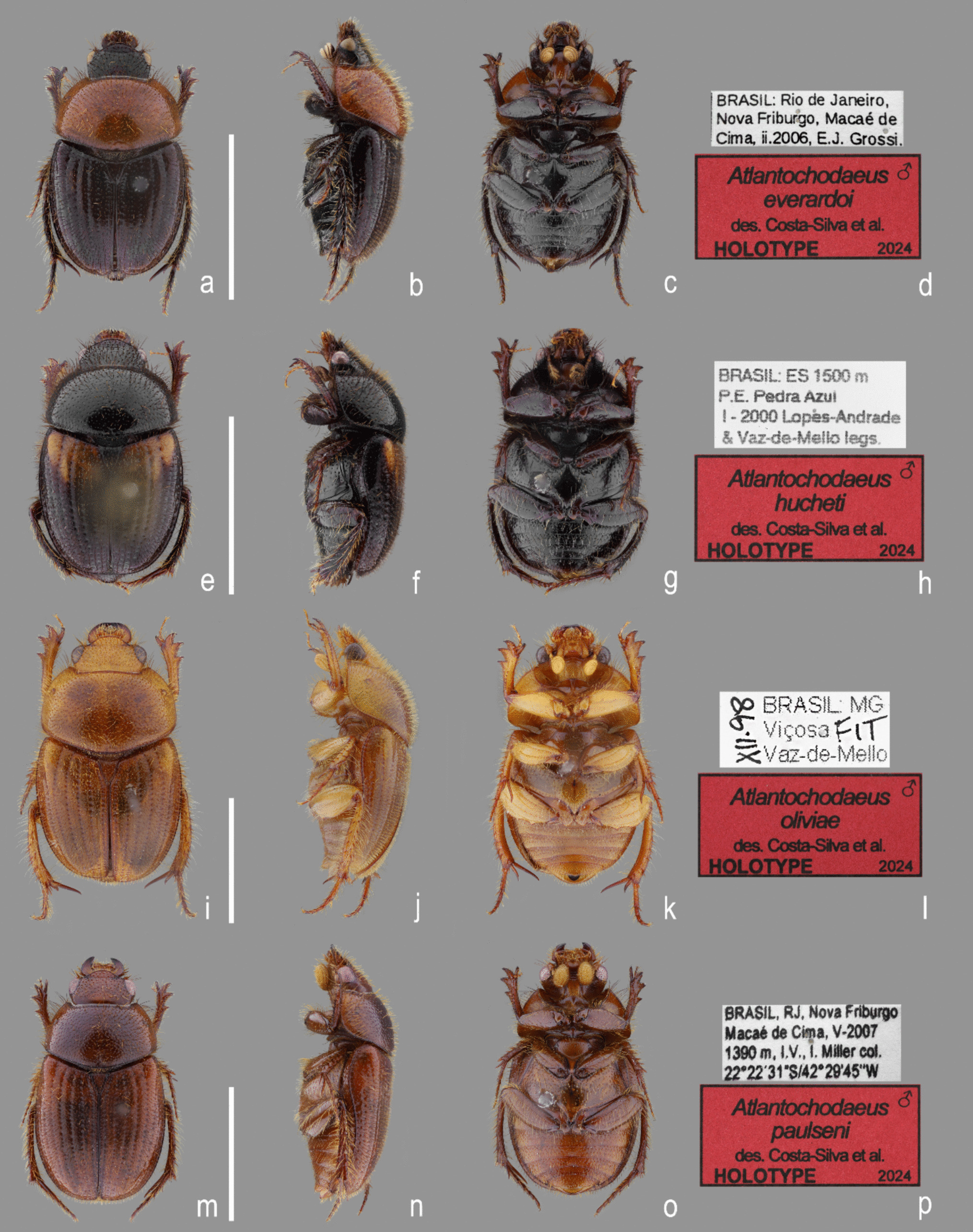 , A New Genus of Ochodaeidae Streubel, 1846 (Coleoptera, Scarabaeoidea) from Brazilian Atlantic Forest with Four New Species and Morphological Notes to the Family