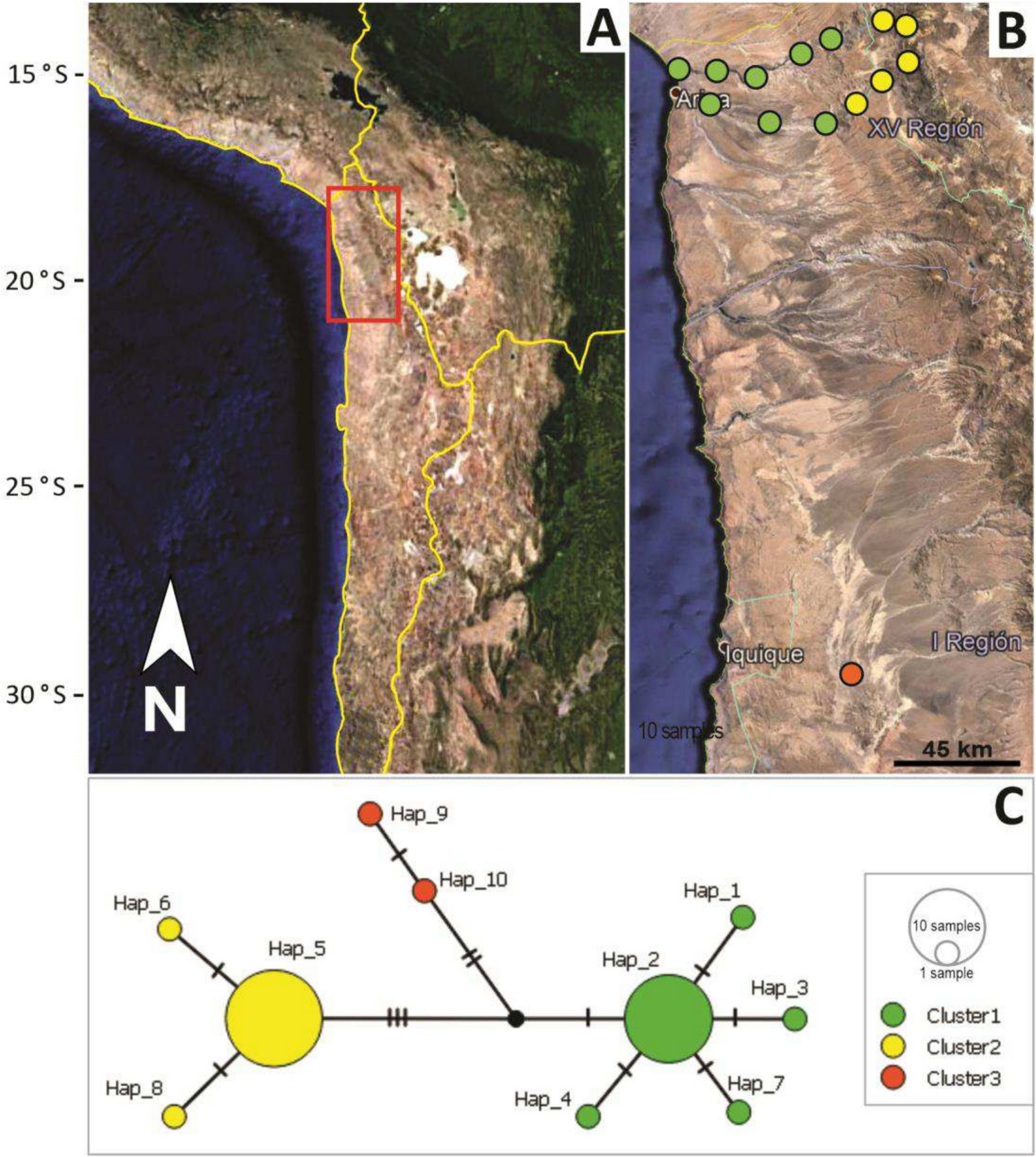 A New Species of  Warren 1897 (Lepidoptera: Geometridae) from Atacama and Puna Provinces, Northernmost Chile