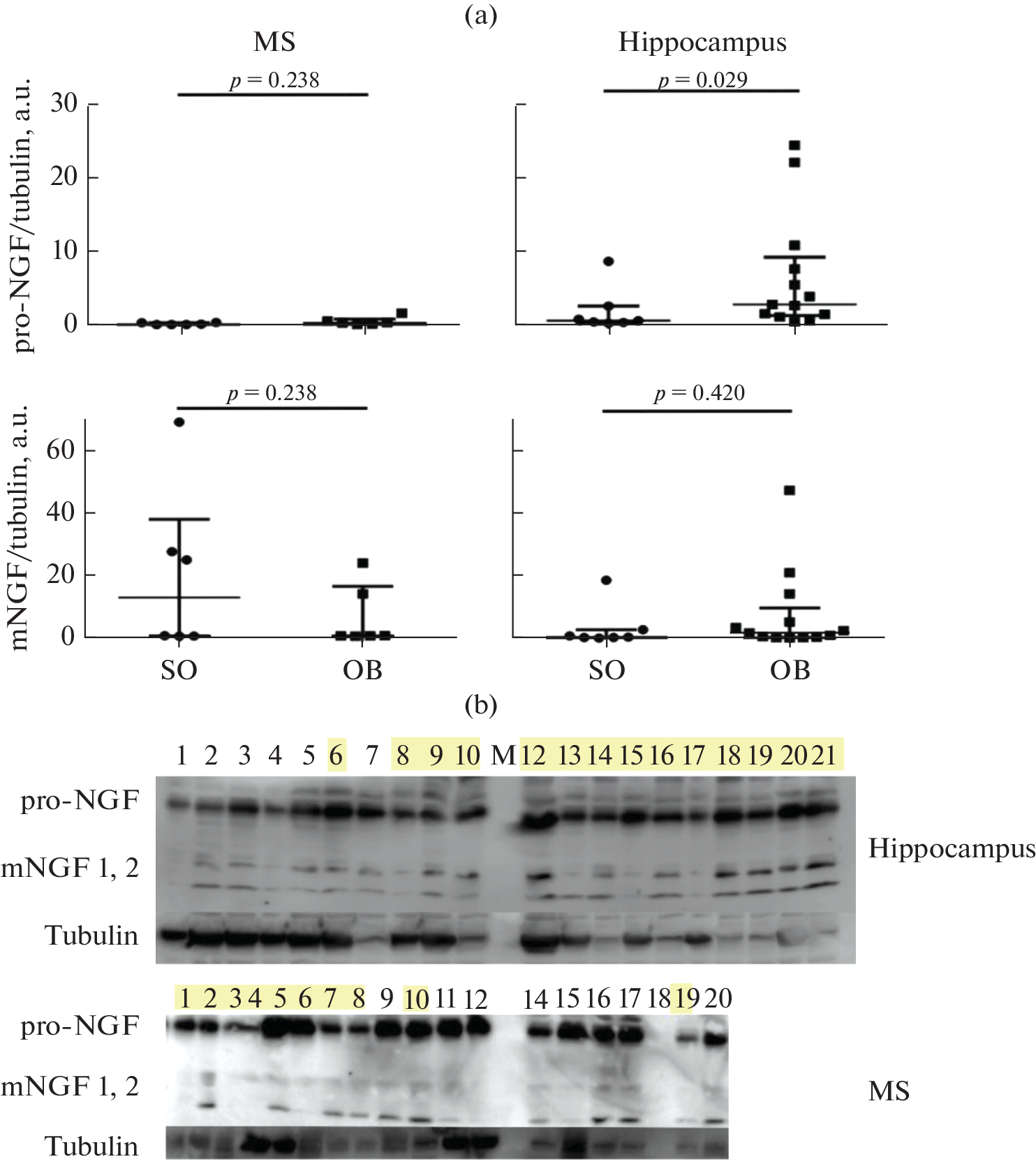 Olfactory Bulbectomy in Mice Induces an Increase in Hippocampal Pro-Nerve Growth Factor Protein Levels