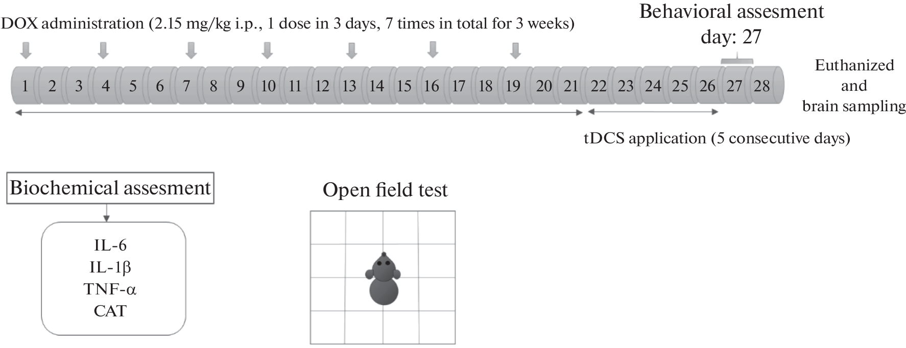 Possible Neuroprotective Effect of tDCS on Doxorubicin-Induced Neurotoxicity in Rats