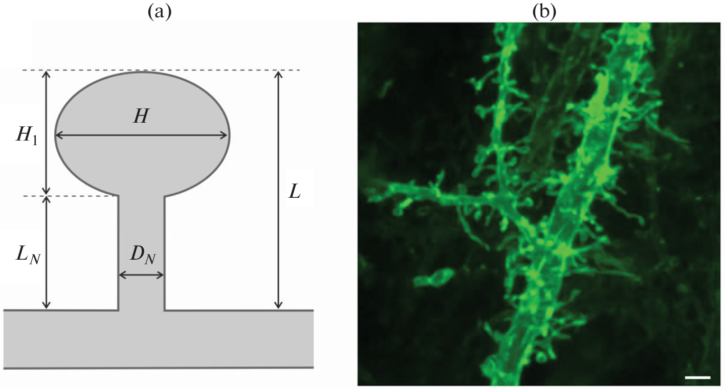 Expression of Farnesylated EGFP in Primary Cultures of Neocortical Neurons Disrupts Dendritic Spine Development