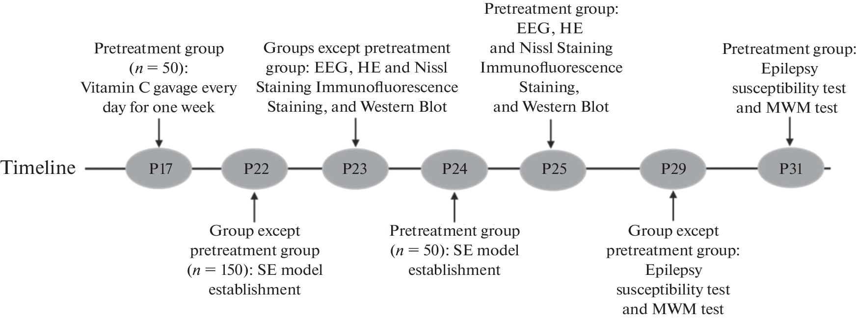 Vitamin C Mitigates Neuronal Injury and Cognitive Impairment in Epileptic Rats Induced by Lithium Chloride–Pilocarpine Hydrochloride through Autophagy Regulation