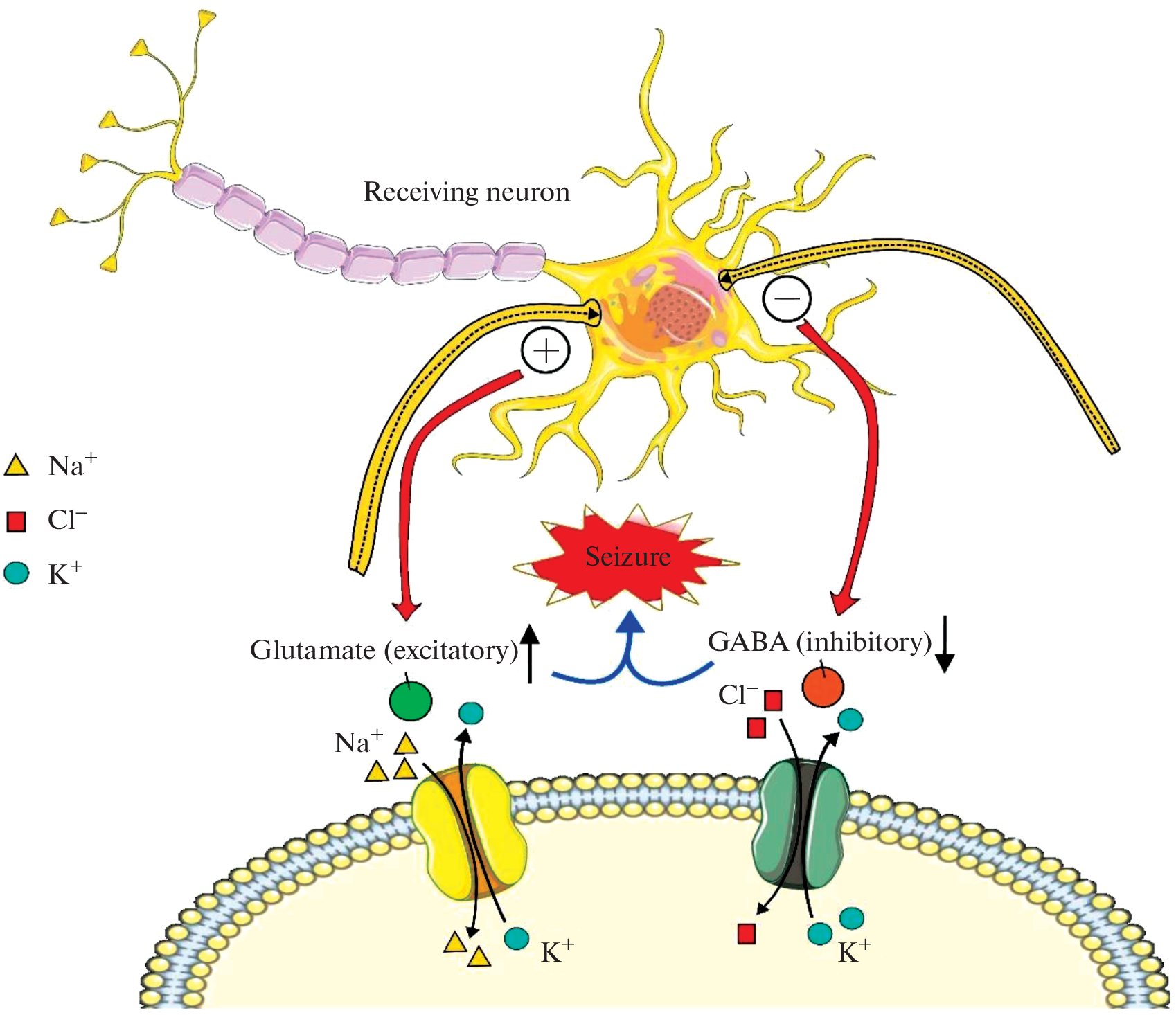Serotonin Receptors as a Potential Therapeutic Target in Epilepsy