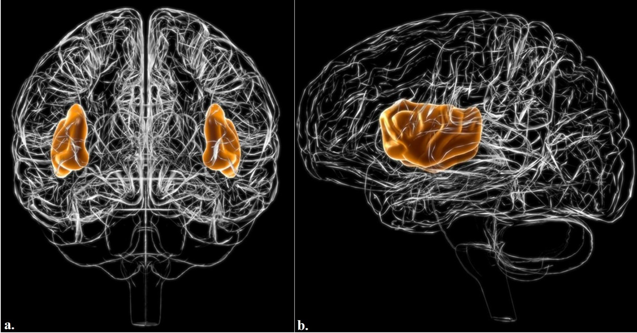 Mathematical and Dynamic Modeling of the Anatomical Localization of the Insula in the Brain