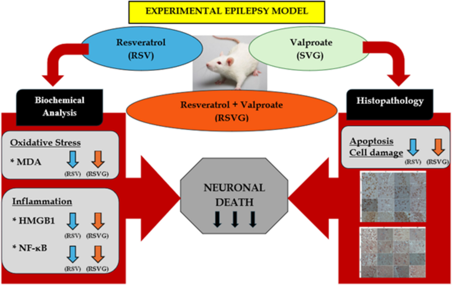Neuroprotective effects of resveratrol and sodium valproate in penicillin-induced epilepsy model