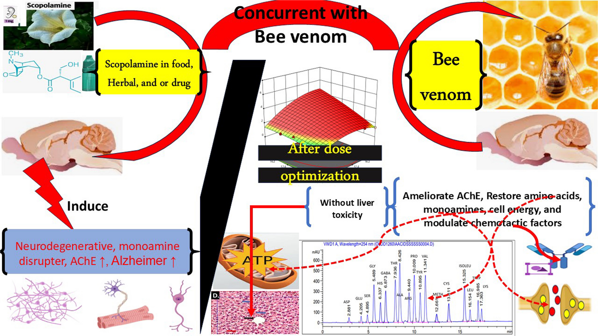Optimizing predictive biomarkers for alzheimer’s disease: muscarinic M1 antagonist-induced synaptic signaling disruptions and bee venom intervention through cholinergic modulation and multiregression dose selection