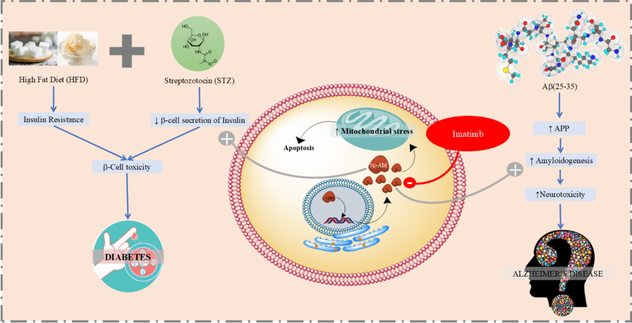 Exploration of Imatinib involved in amyloidogenesis as a common foundation for type-2 diabetes mellitus (T2DM) and Alzheimer’s disease (AD)