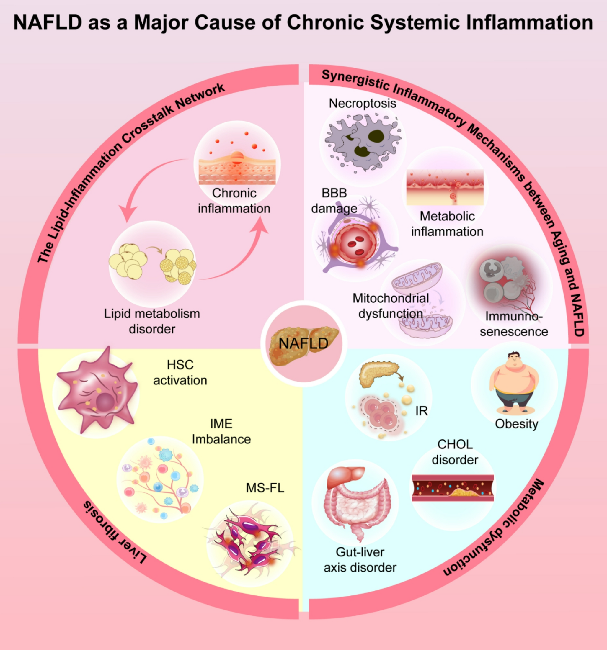 From nonalcoholic fatty liver disease to neuroinflammation: the role of chronic systemic inflammation