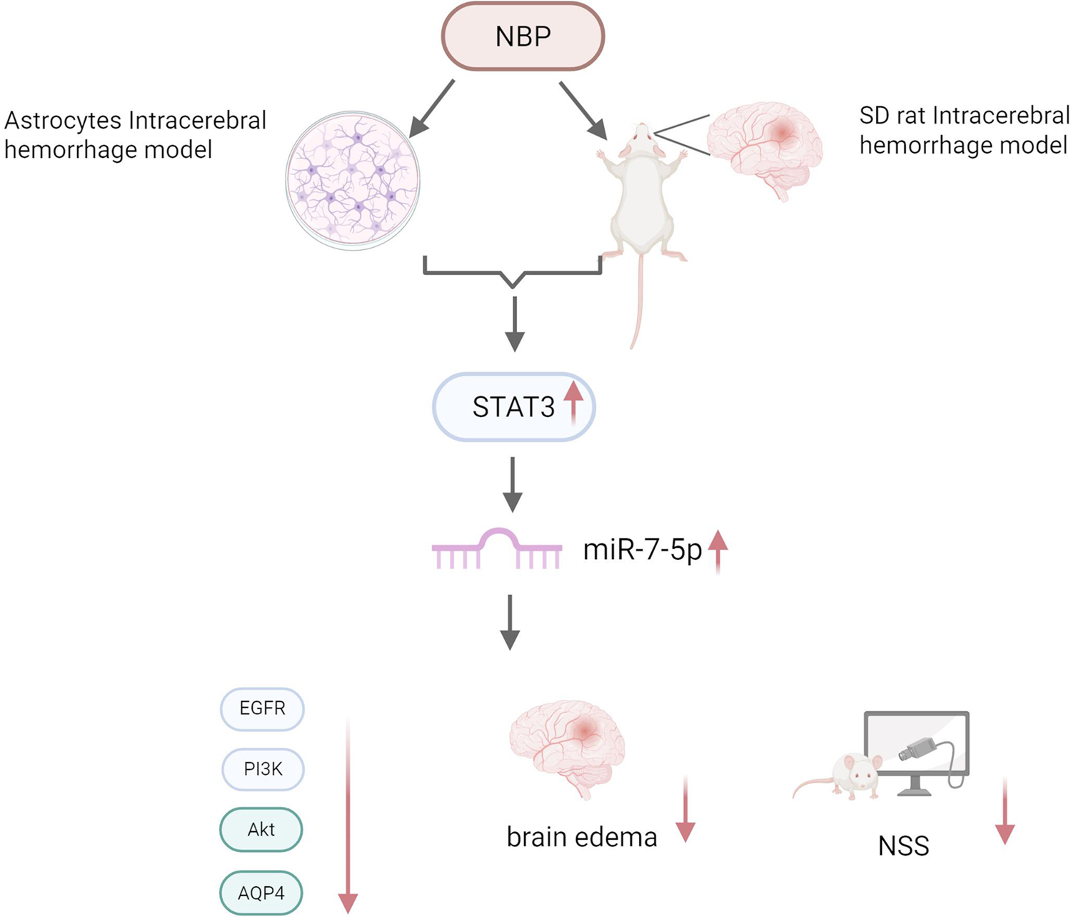 Mechanistic study of butylphthalide in alleviating cerebral Edema after intracerebral Hemorrhage by regulating miR-7-5p expression