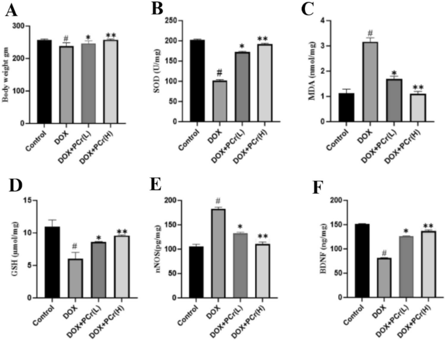 Phosphocreatine Mitigates Doxorubicin-Induced Neurotoxicity in Rats by Regulating Mitochondrial Function and Apoptosis via the NF-κB/PGC-1α Pathway