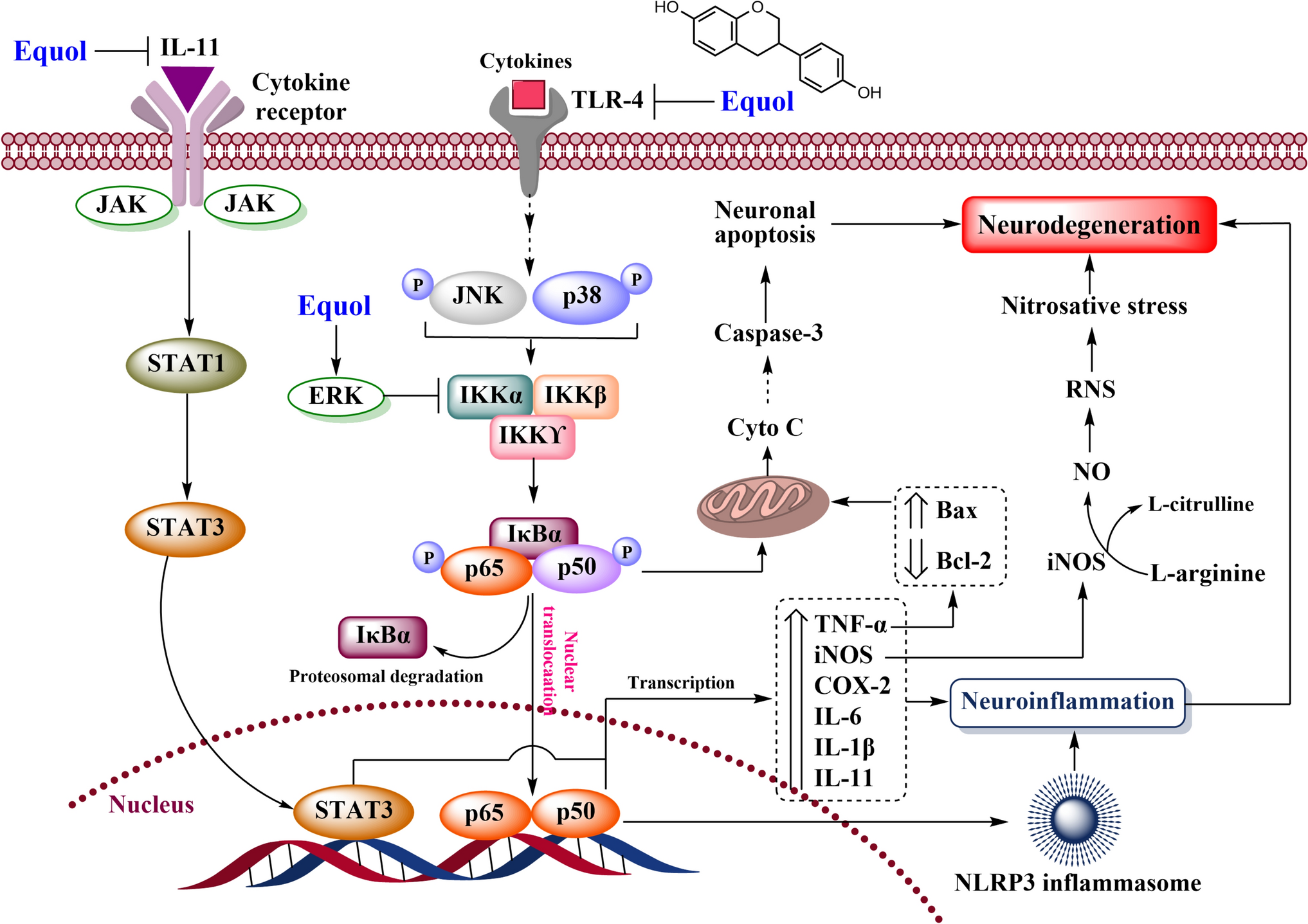 Equol as a Multitarget Agent Against Neurodegeneration: Mechanistic Insights into Its Molecular Modulation