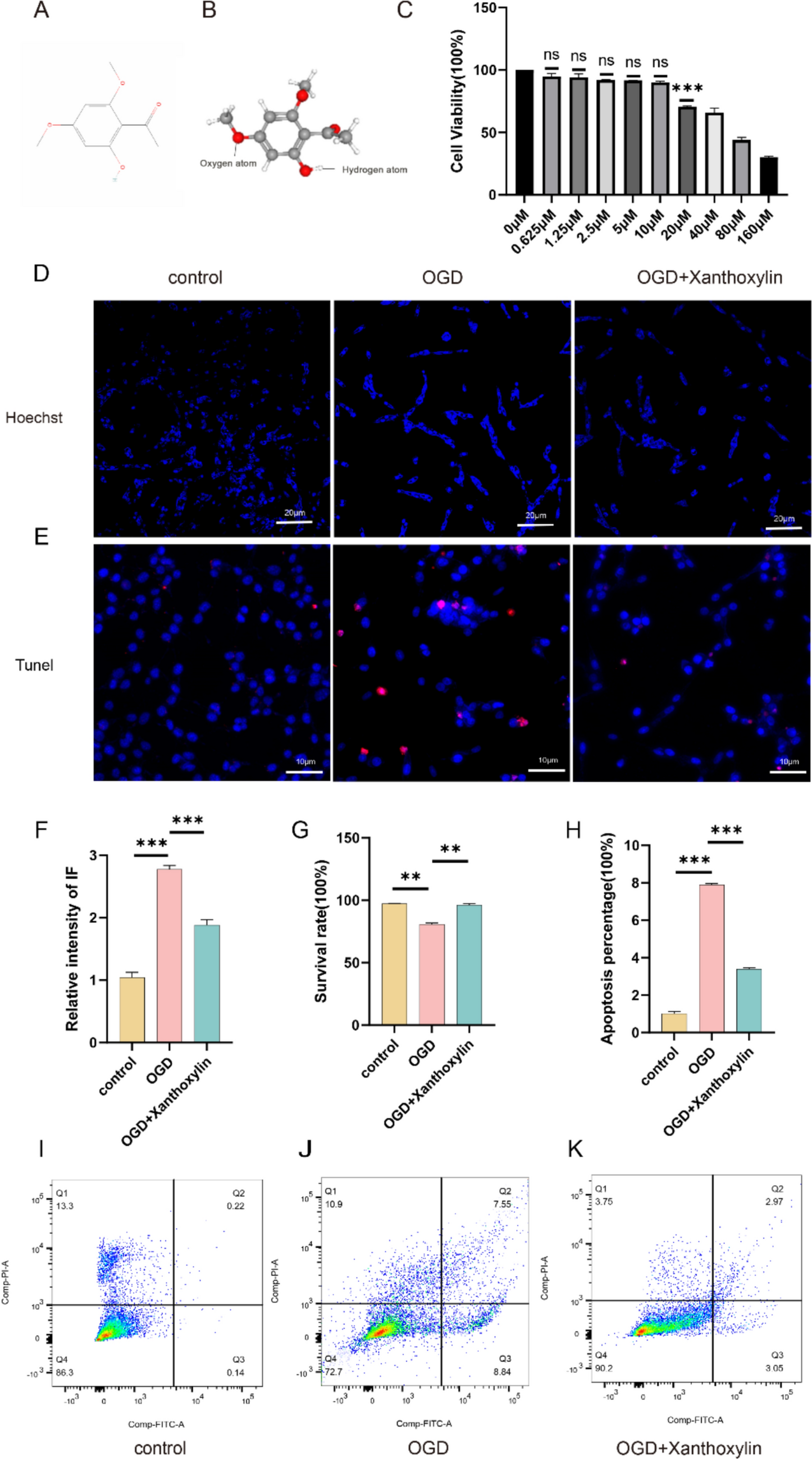 Xanthoxylin Regulating the Inflammatory Microenvironment After Spinal Cord Injury Through Inhibition of the NF-κB Signaling Pathway