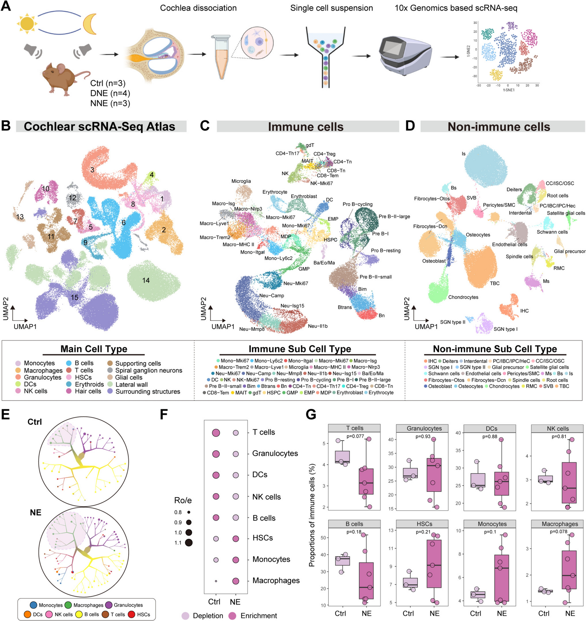 Single-Cell Sequencing Reveals Circadian Sensitivity of Noise-Induced Hearing Loss Mediated by Macrophage-Driven NLRP3 Inflammasome Activation