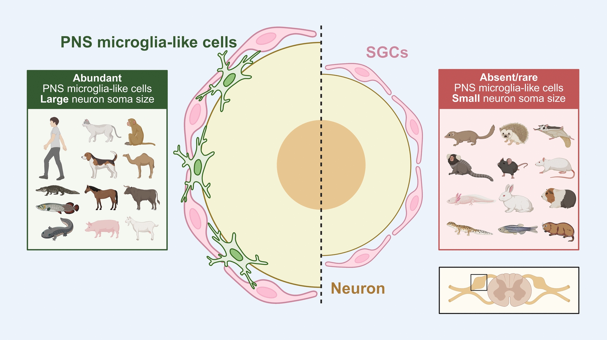 Into the Spotlight: Microglia in the Peripheral Nervous System