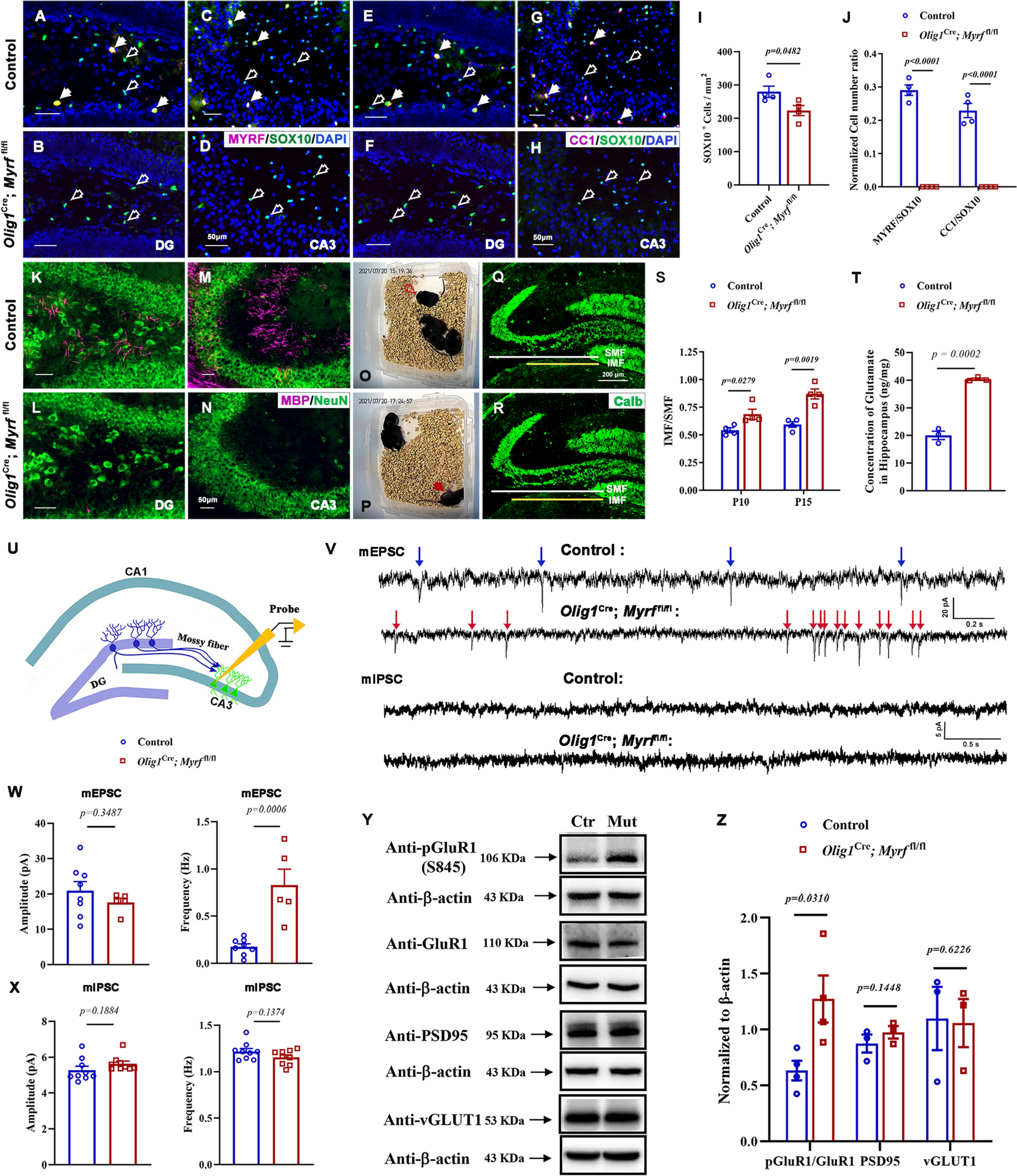 Hippocampal Oligodendrocytes Regulate Mossy Fiber Development Involved in Epileptic Responses
