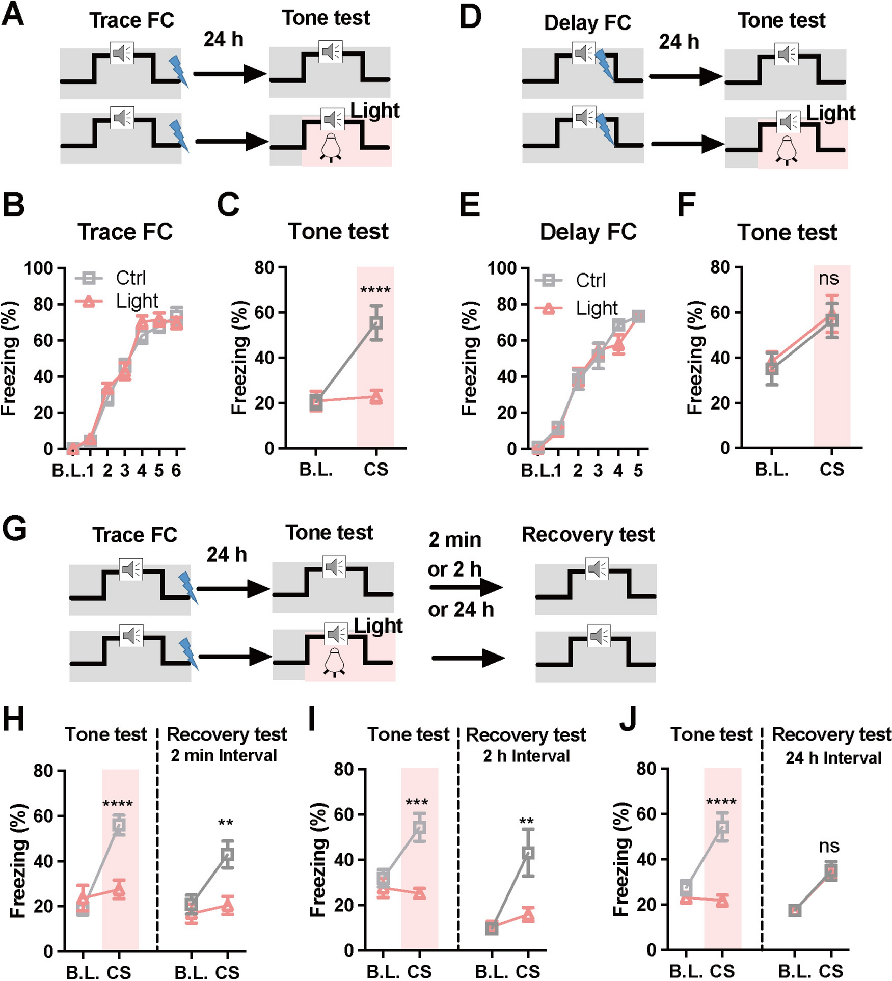 Suprachiasmatic Nucleus Vasoactive Intestinal Peptide Neurons Mediate Light-induced Transient Forgetting