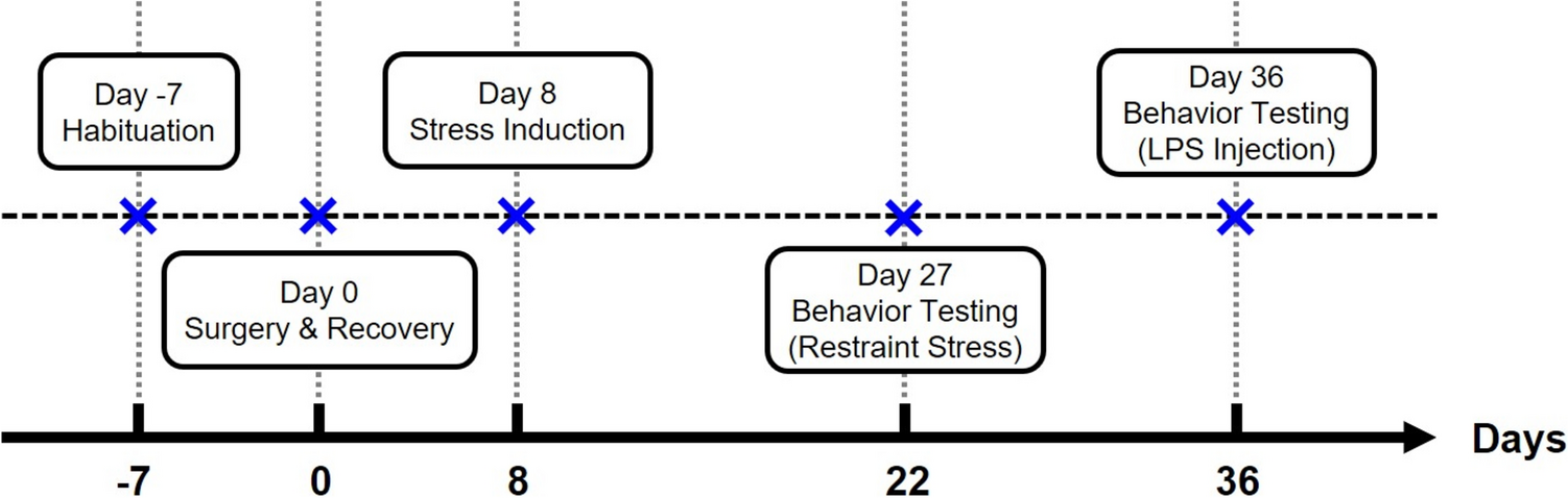 Combined Study of Behavior and Spike Discharges Associated with Negative Emotions in Mice