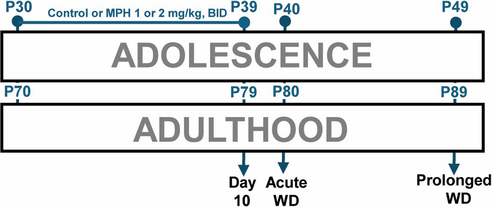 Methylphenidate leads to disruptions in rest/wake patterns after discontinuation