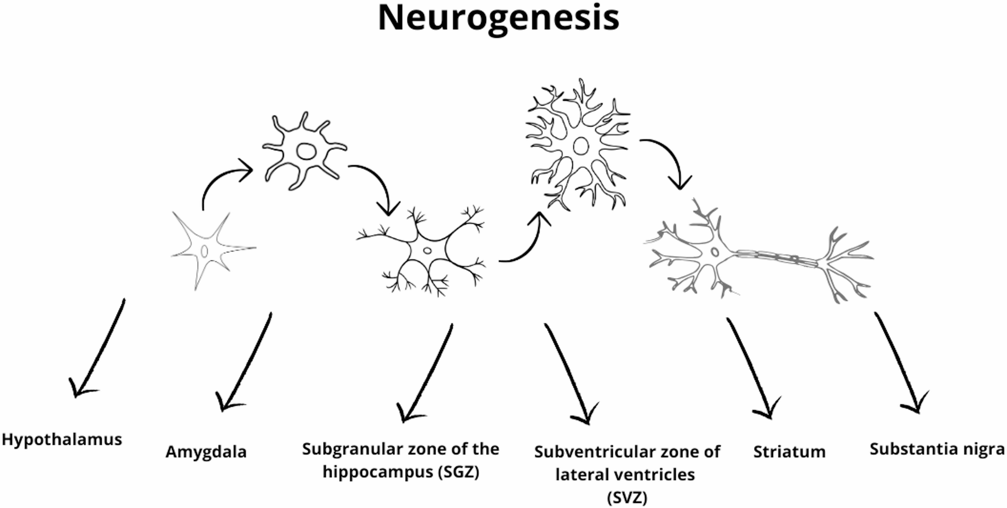 Effects of selected alkaloids on postnatal neurogenesis - in vivo and in vitro studies - literature review
