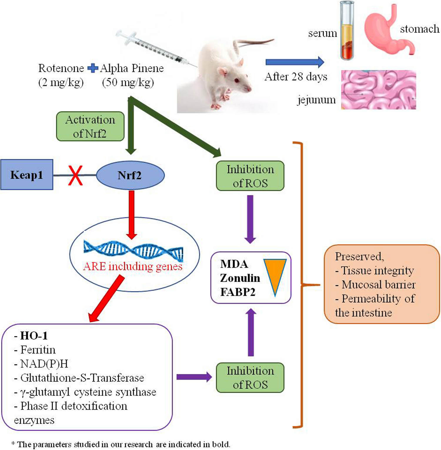 Alpha Pinene Affects Intestinal Permeability and Protects the Gastrointestinal System Against Rotenone Toxicity via the Keap1/Nrf2 Pathway in Rats