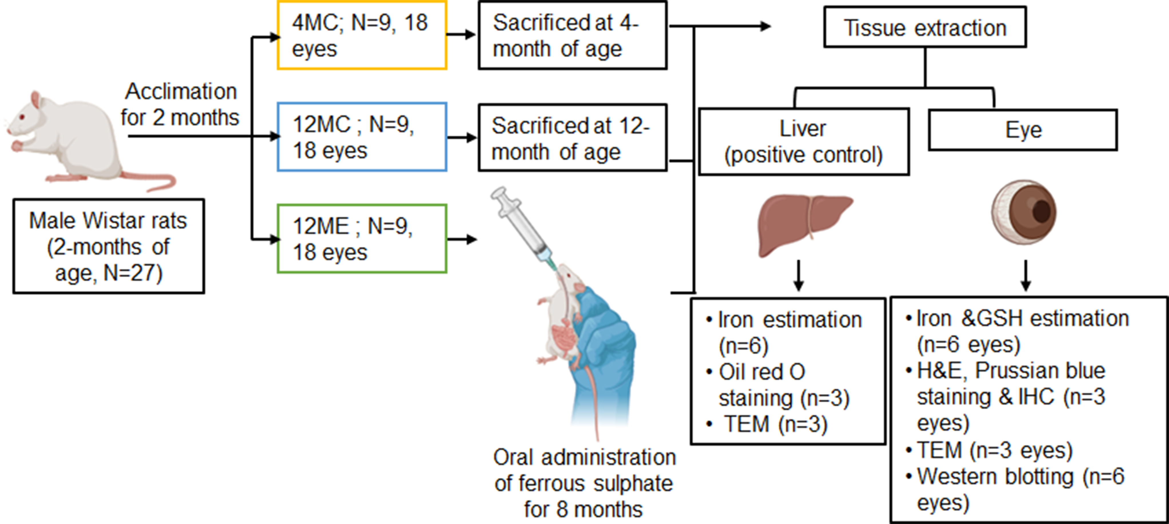 Dysregulation of Mitochondrial Iron Regulators as a Basis of Iron-Mediated Retinal Degeneration in Rats
