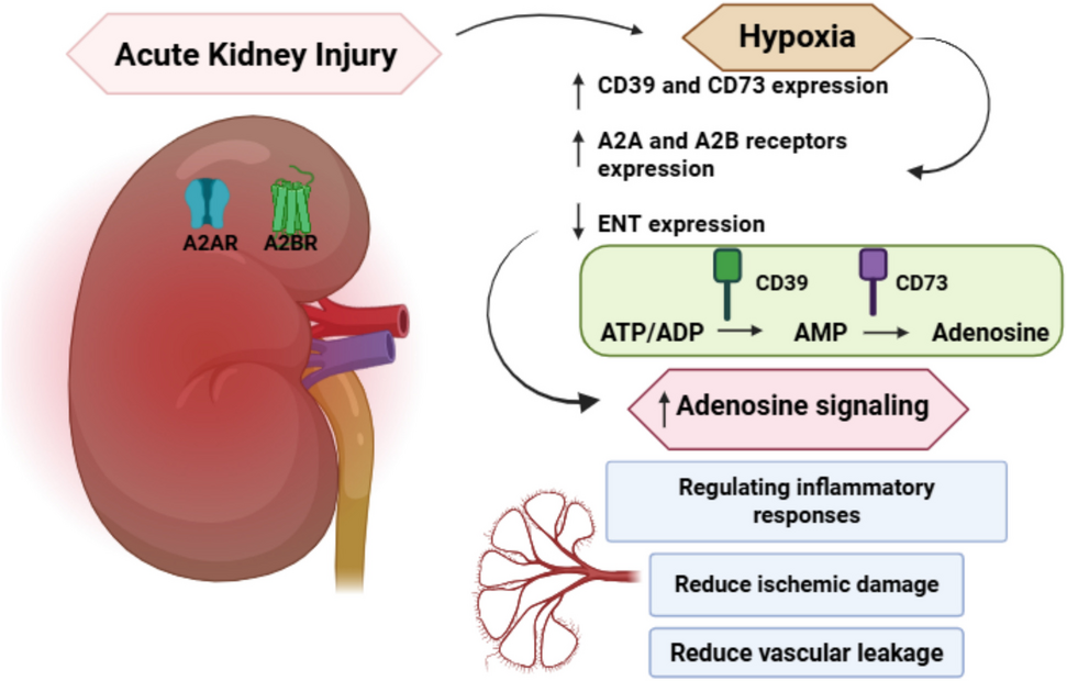 Adenosine receptors and acute kidney injury: perspectives for future therapy