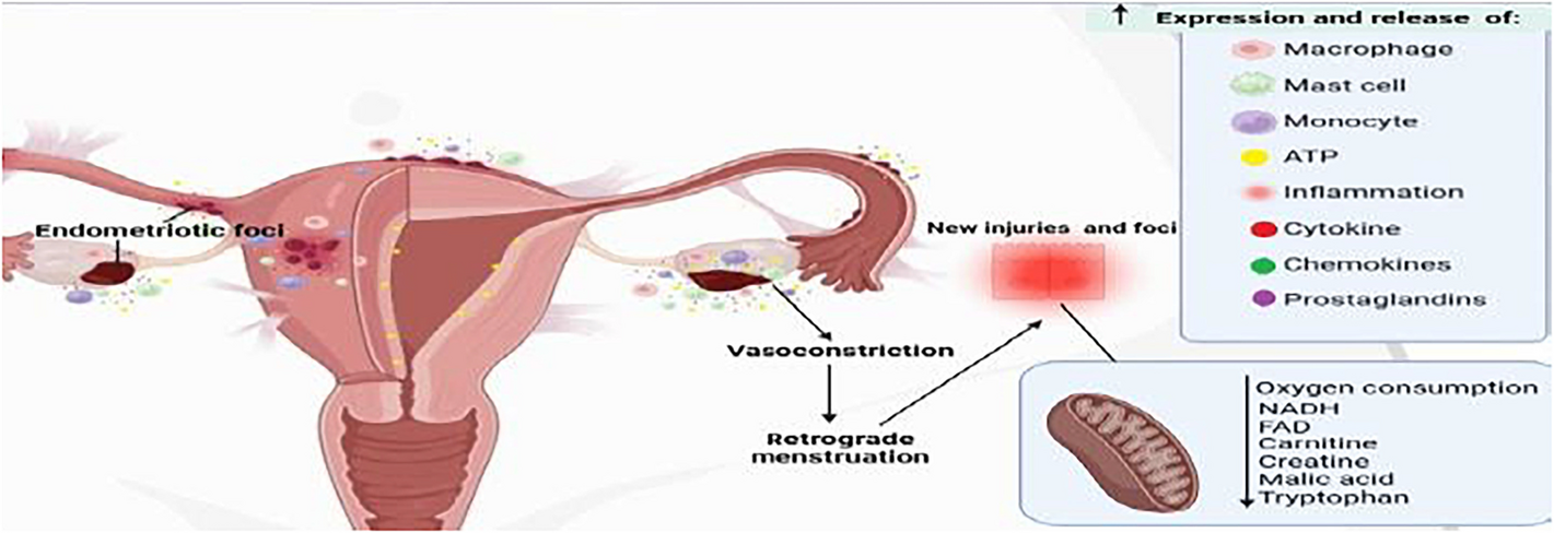 Correction to: The role of purinergic P2X3 receptors and endometriosis-associated hyperalgesia