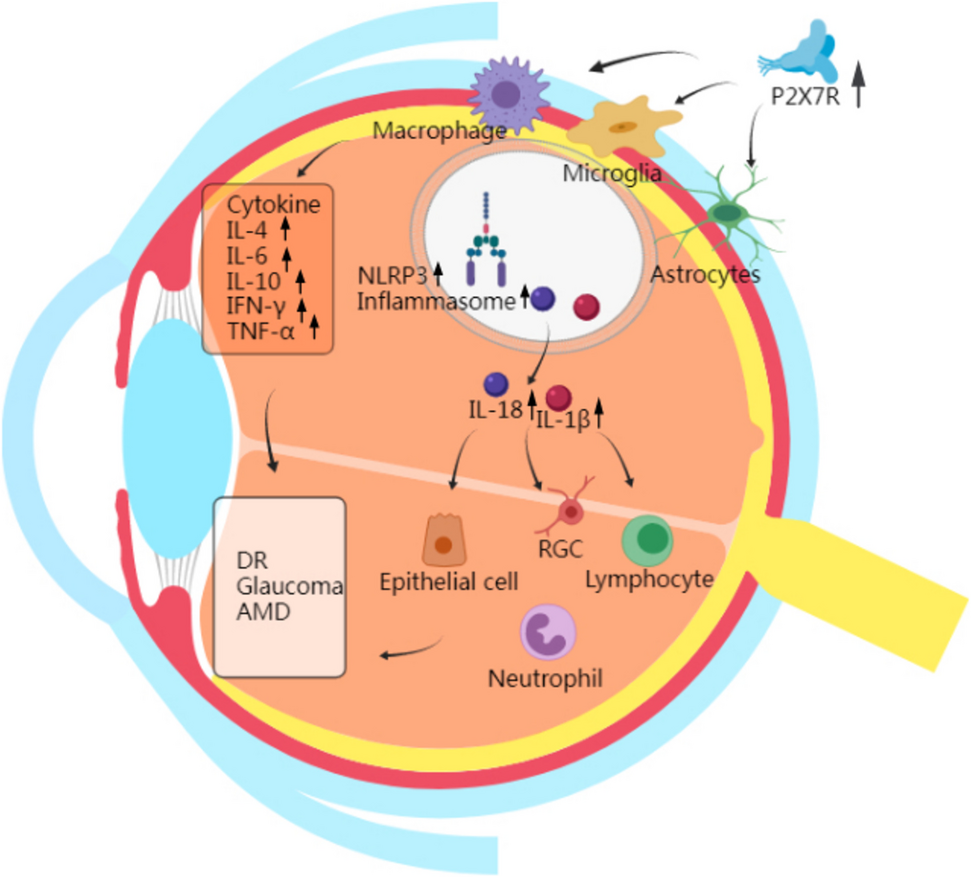 Therapeutic potential of P2X7 receptor in retinal diseases