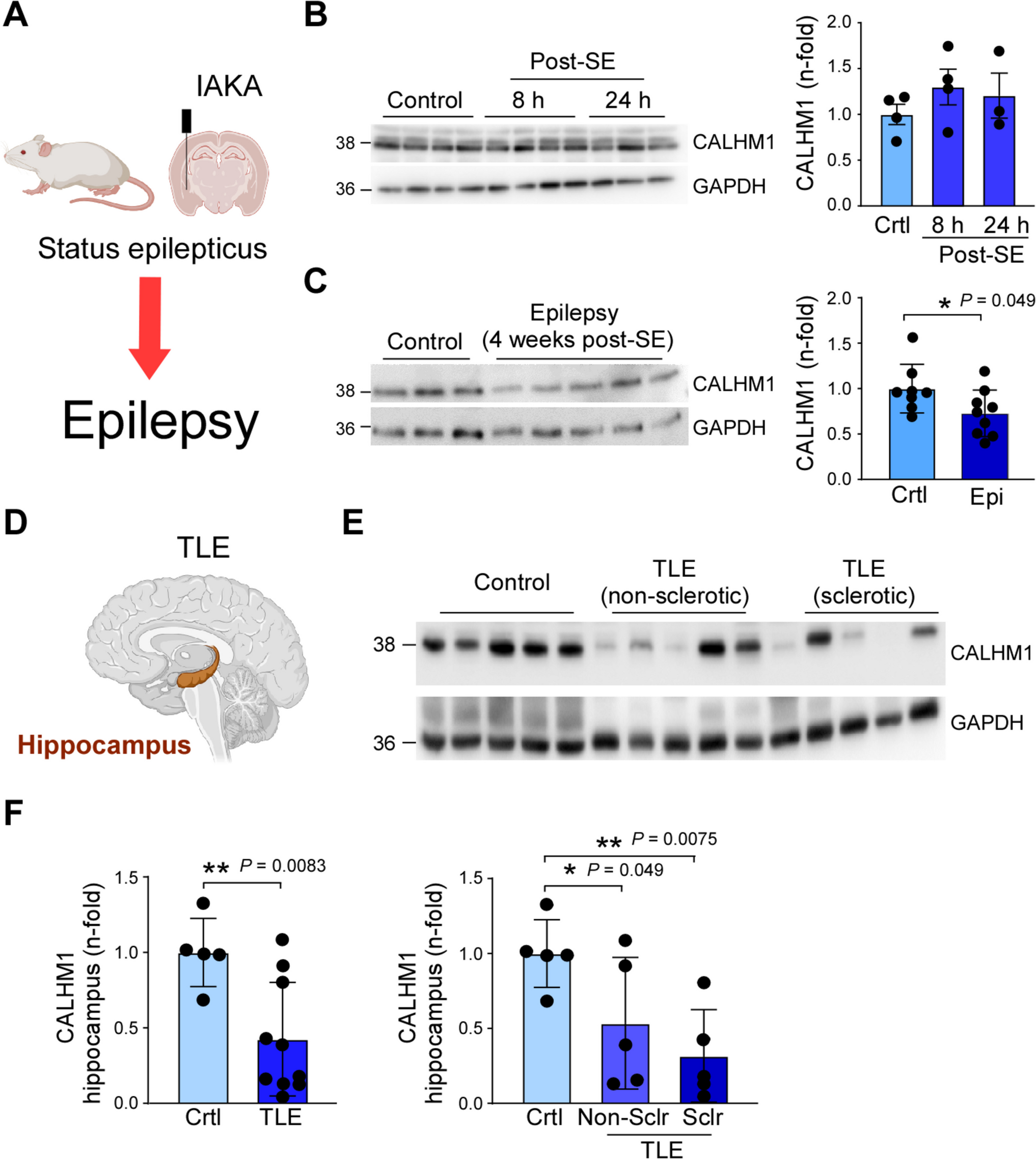 The CALHM1 blocker CGP37157 increases seizure severity during status epilepticus in adult mice