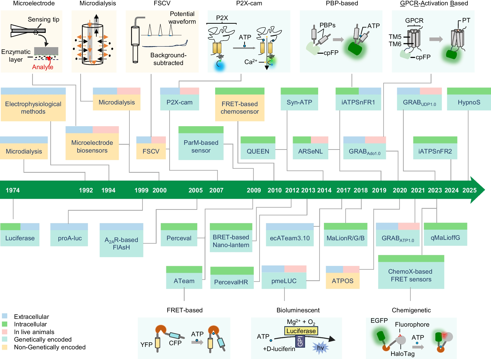 State of the art indicators for imaging purinergic dynamics in vitro and in vivo
