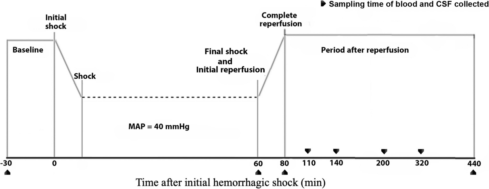 Acute effects of guanosine or inosine in a porcine model of hemorrhagic shock