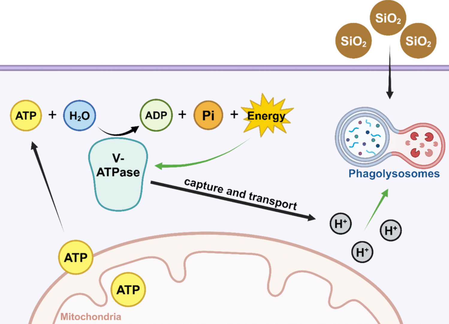Role of macrophage ATP metabolism disorder in SiO‑induced pulmonary fibrosis: a review