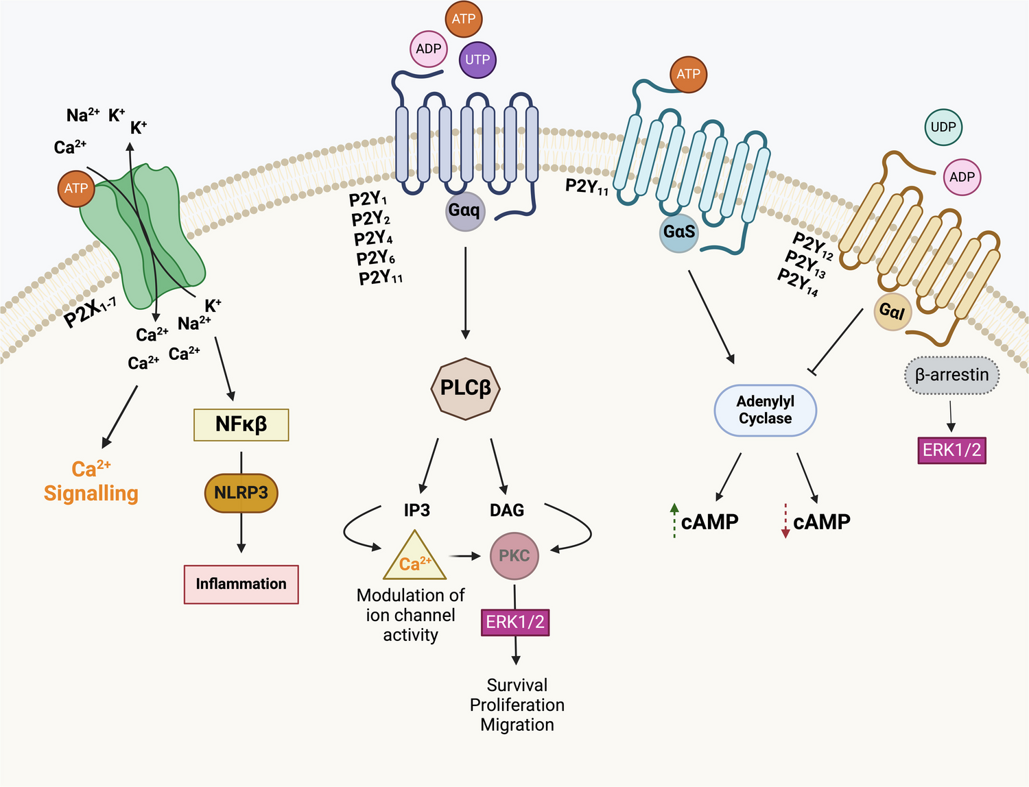 P2 receptors signaling in the esophagus: from inflammation to cancer
